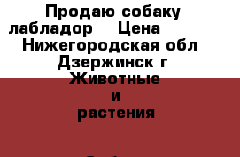 Продаю собаку “лабладор“ › Цена ­ 3 000 - Нижегородская обл., Дзержинск г. Животные и растения » Собаки   . Нижегородская обл.,Дзержинск г.